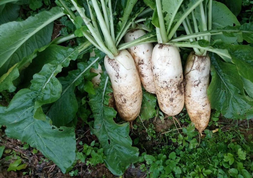 蕃婆林休閒農場種植生長的白蘿蔔，品質極優。（圖/新北農業局 提供）