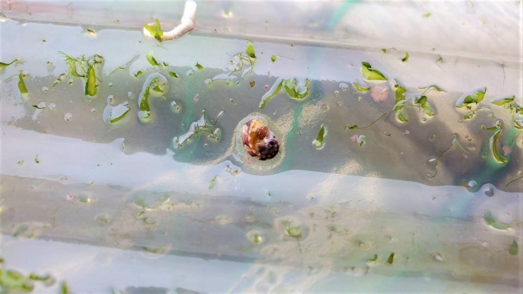 在浪板上啃食微細藻類石蓴的九孔寶寶
