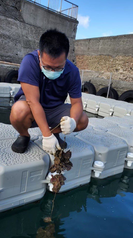 吊掛牡蠣可有效防止投餵所造成殘餌與氨氮廢物汙染，並吸引天然餌料(浮游生物)