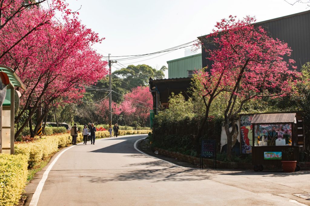 滬尾櫻花大道兩旁櫻花美景