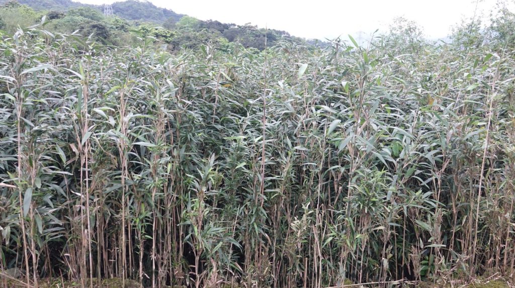 陽明山國家公園是北臺灣重要的箭竹筍產區