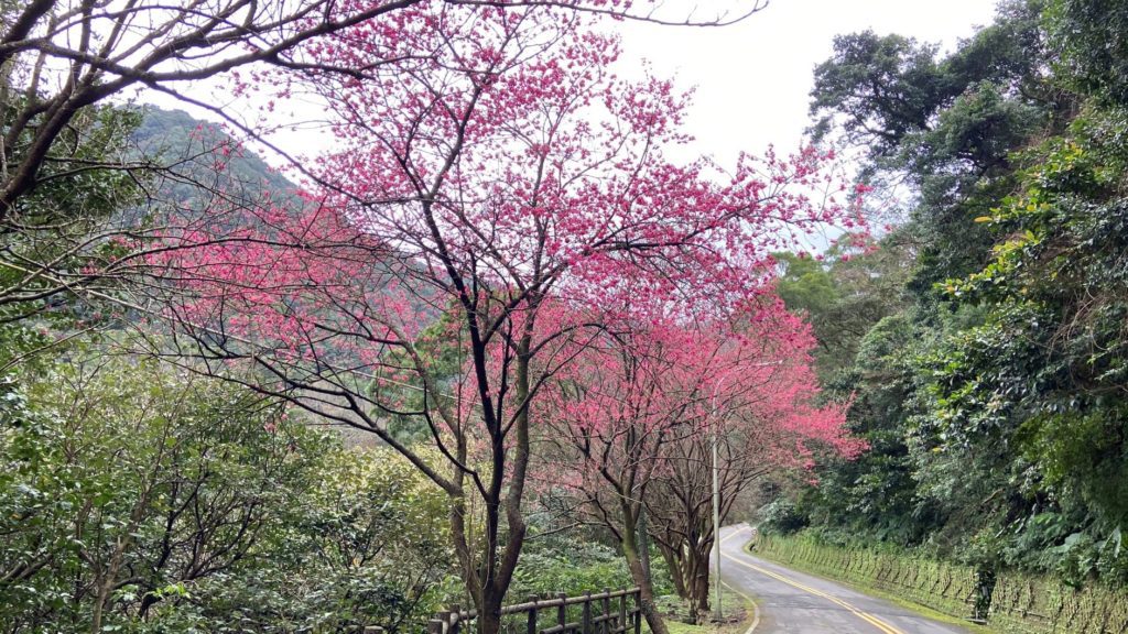 三芝櫻花盛開美景