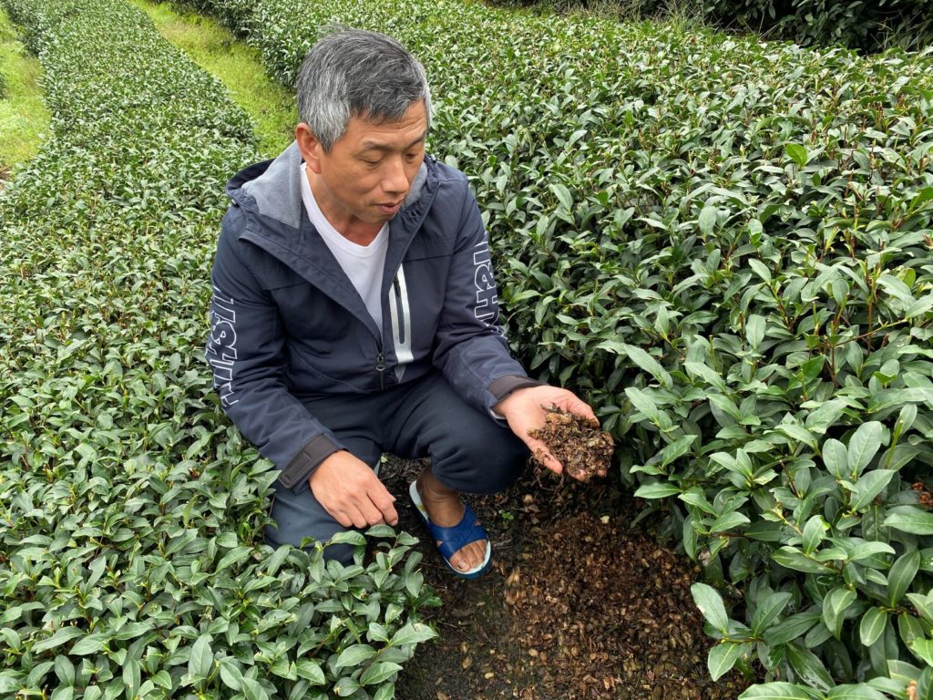 茶樹鋪設花生殼補強土壤的保水度