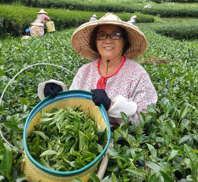 三峽區茶人范李淑治奪得冬季優良碧螺春綠茶評鍵冠軍。