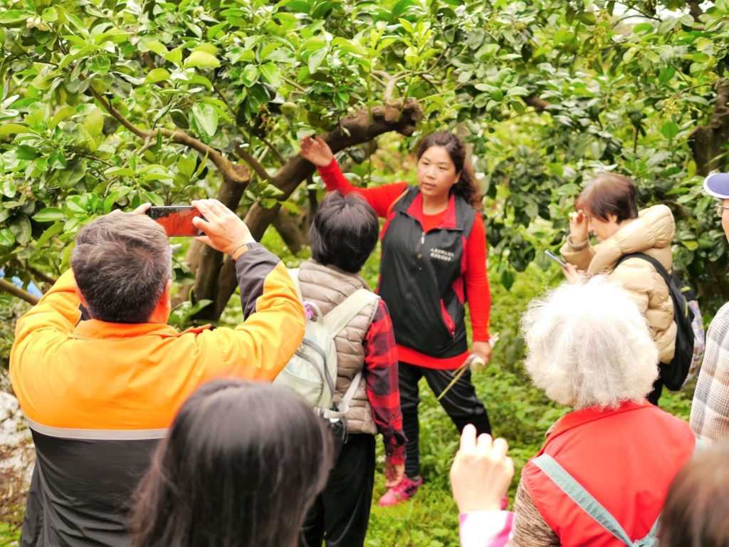 ▲八里開心果園於活動期間預約餐點可享有田園導覽及柚花秘境導覽之旅。(圖/八里區公所提供)