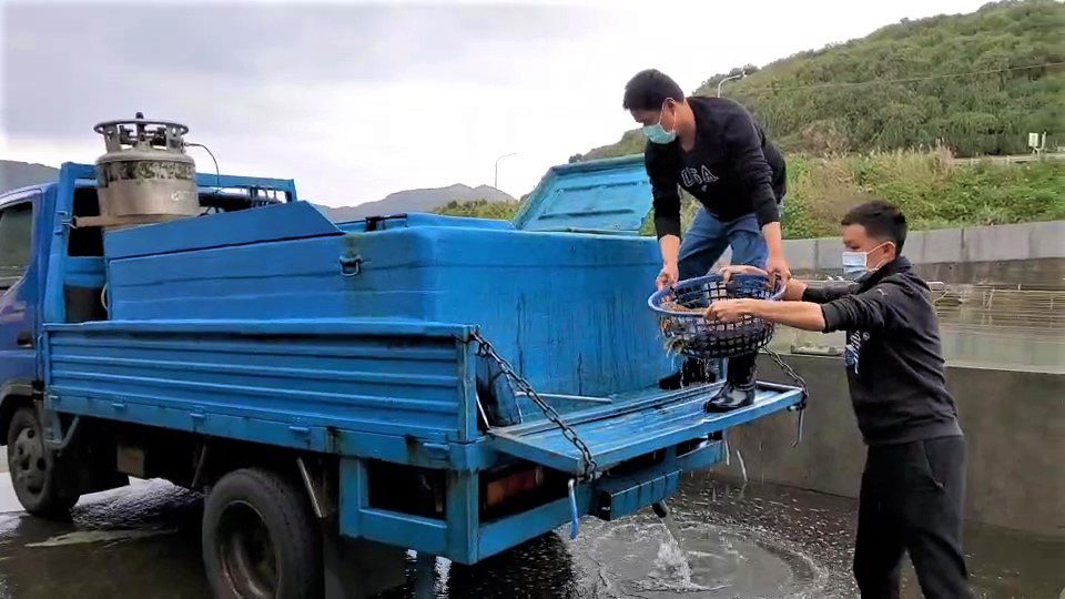 野生花枝爸爸媽媽引進海洋資源復育園區