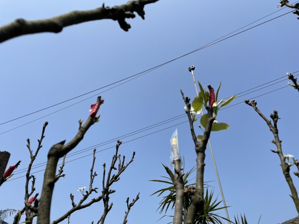 2月連續低溫降雨造成高接梨穗無法開花，嫁接成功率低