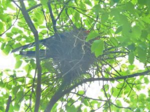 臺灣藍鵲築巢繁殖