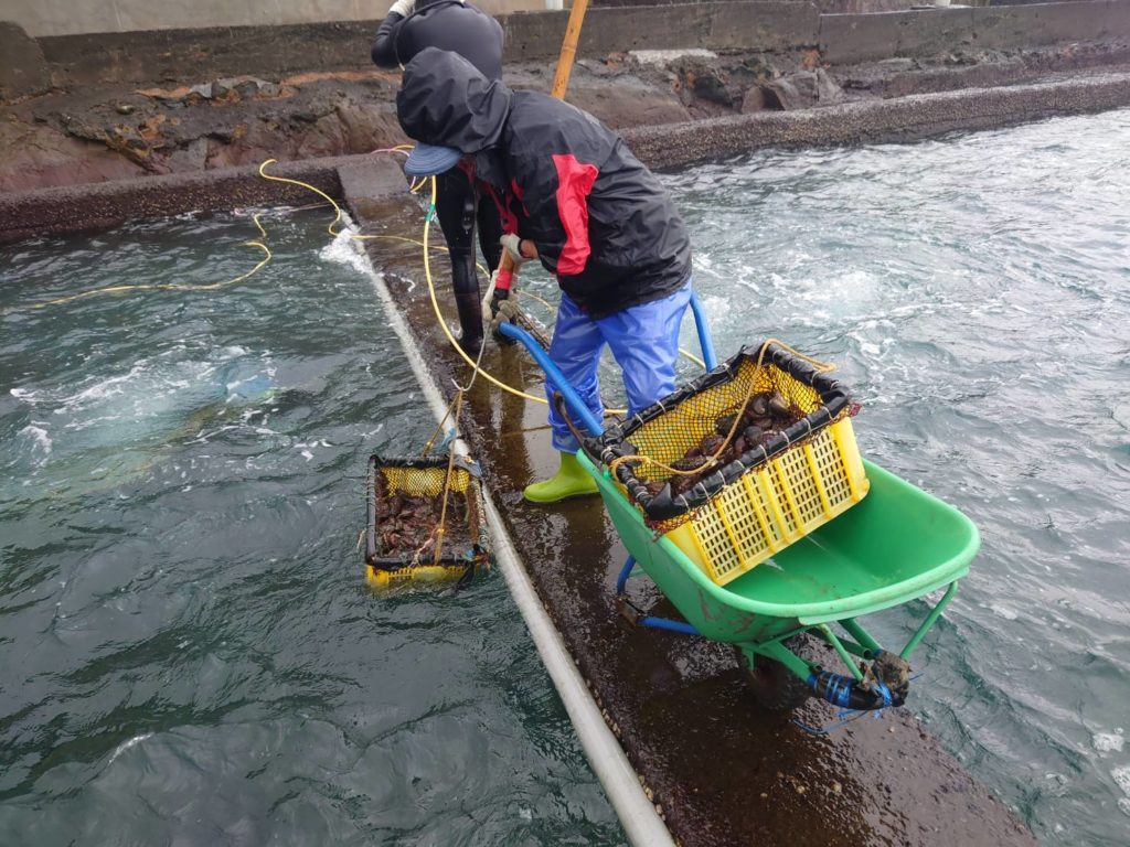 飼養於純淨海水潮間帶養殖池並以天然海藻為食貢寮鮑，安心又美味。