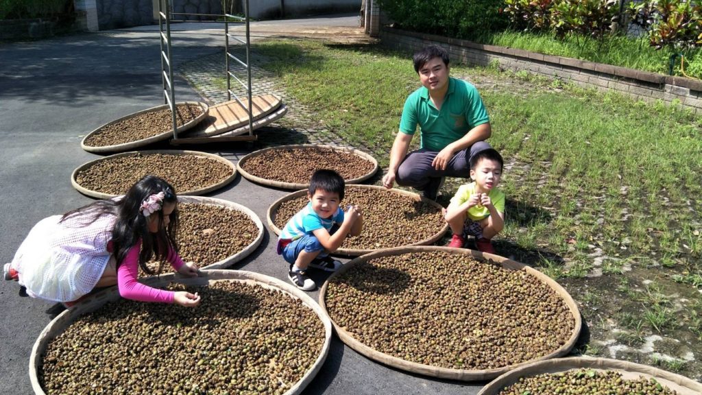 陳宣和與家人一同製作苦茶油(曬茶籽)