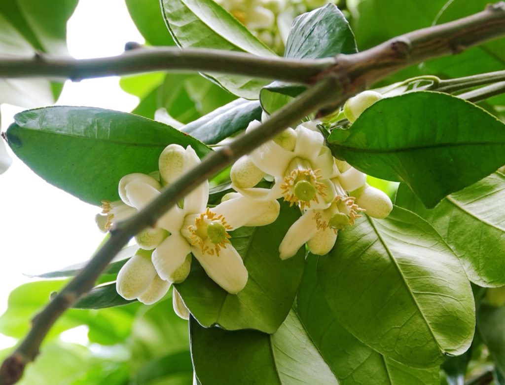 3月下旬來到柚花盛開季節