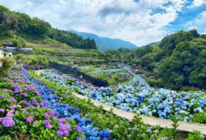 2022竹子湖繡球花季」於5月20日正式登場