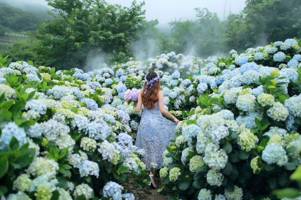 花與樹繡球花園(圖片來源北投區農會)