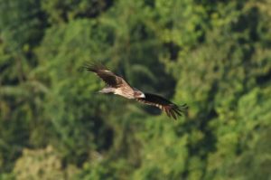 黑鳶2_台灣猛禽研究會提供