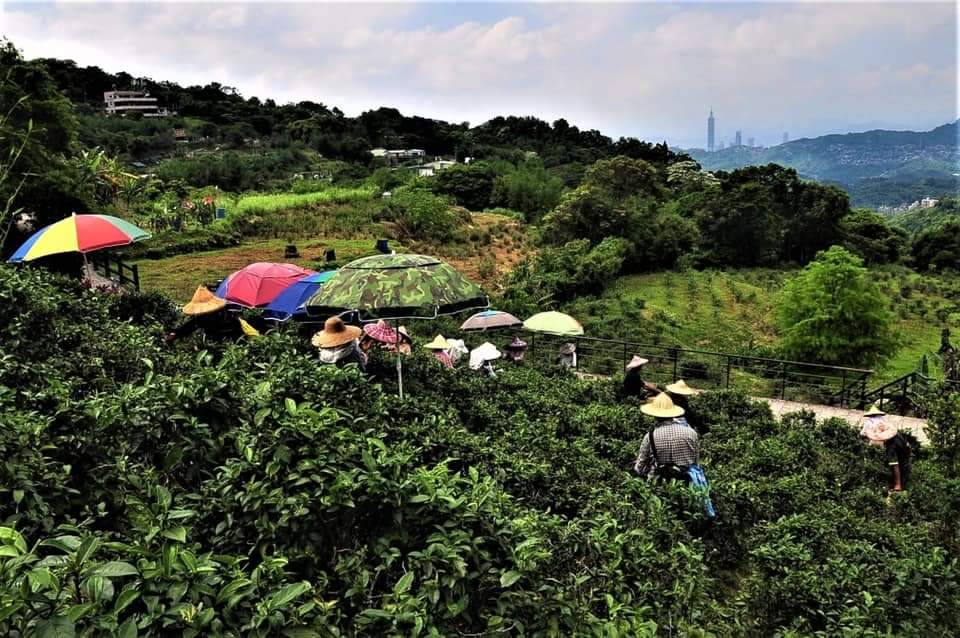 木柵貓空茶山採茶風光(照片由貓空六季香茶坊提供)