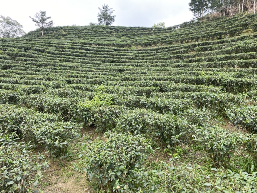 世芳有機茶園一隅