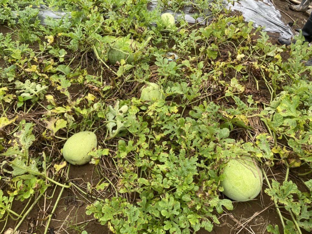 連續降雨之影響，使得瓜果的收成未達預期。