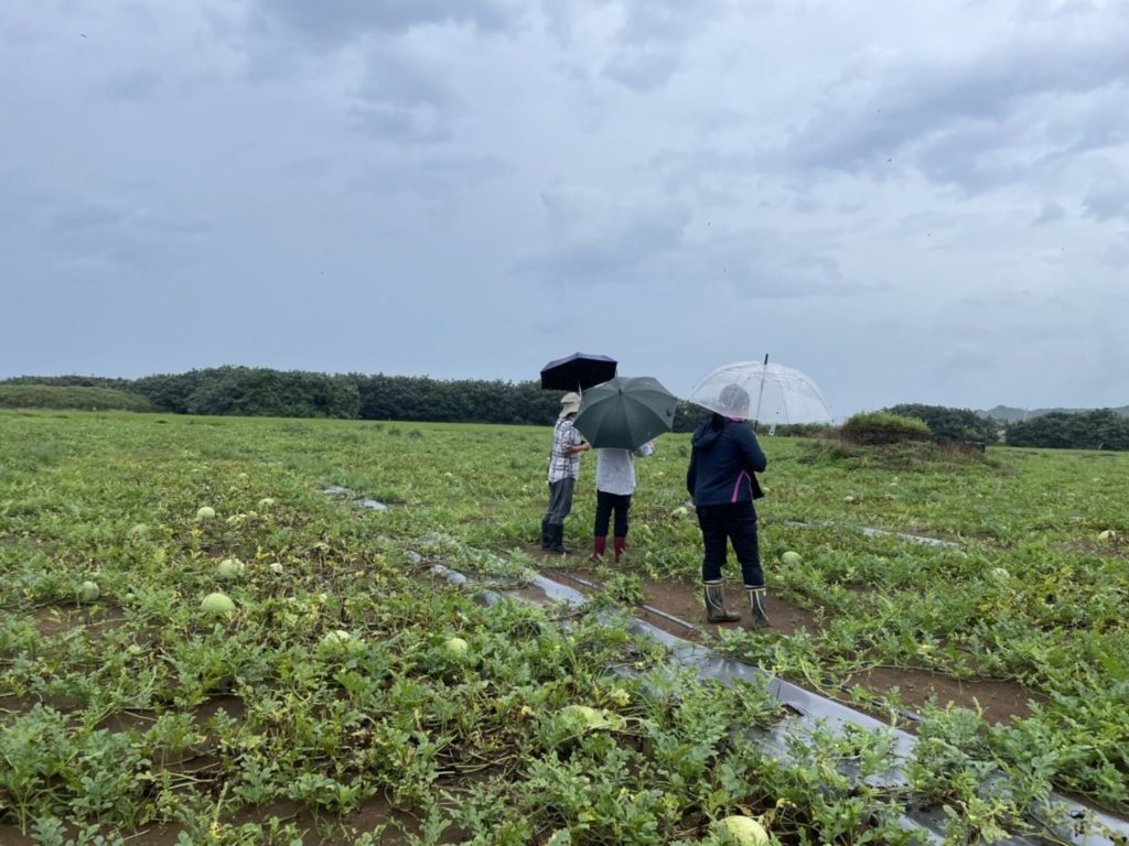 農民在面對瓜田的歉收，爭取農損的補救措施。