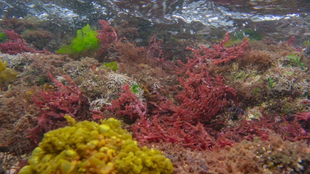 海底生態資源成為社會關注與重視的議題。