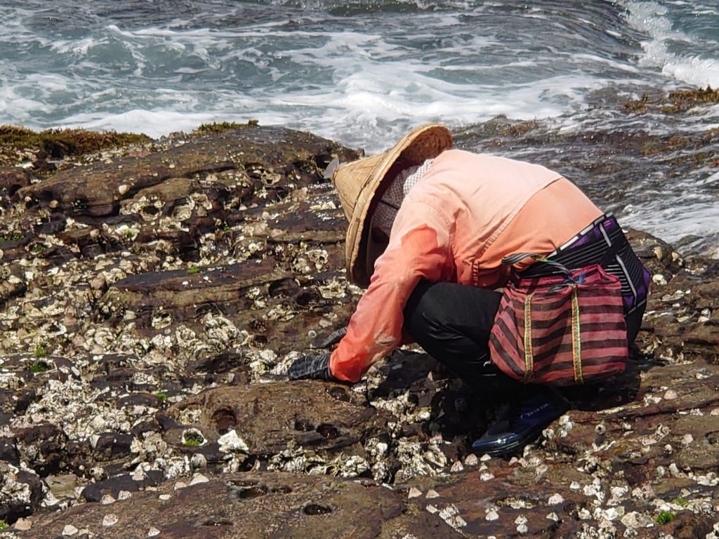 海女在海岸邊採集石鱉情形。（圖/新北漁業處 提供）