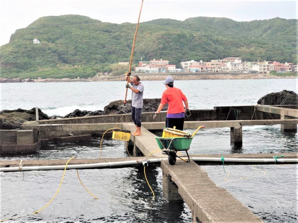 人工專業化養殖的九孔鮑魚已成為貢寮的美味代名詞。（圖/新北漁業處 提供）