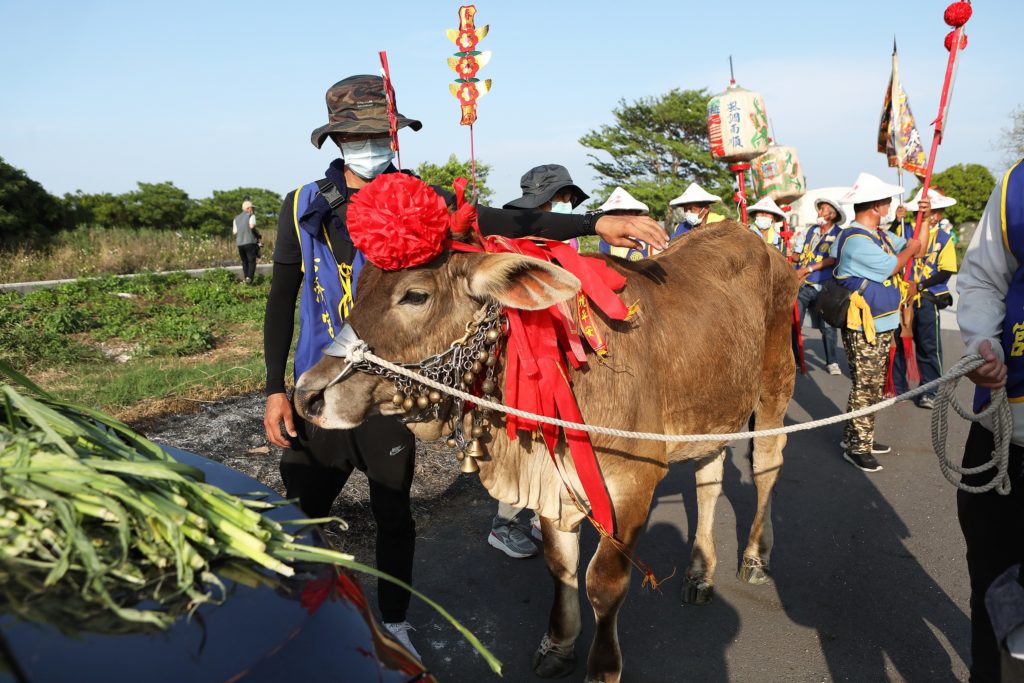 「學甲上白礁」富含在地文化特色，圖為報馬牛