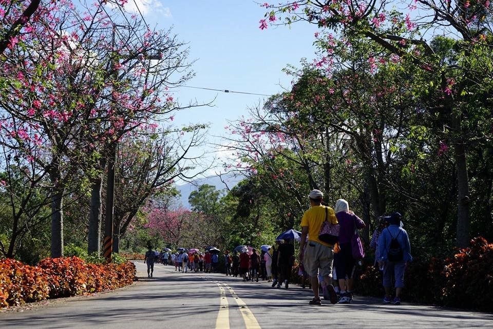 忠山社區美人樹林蔭大道，闔家健行運動好去處