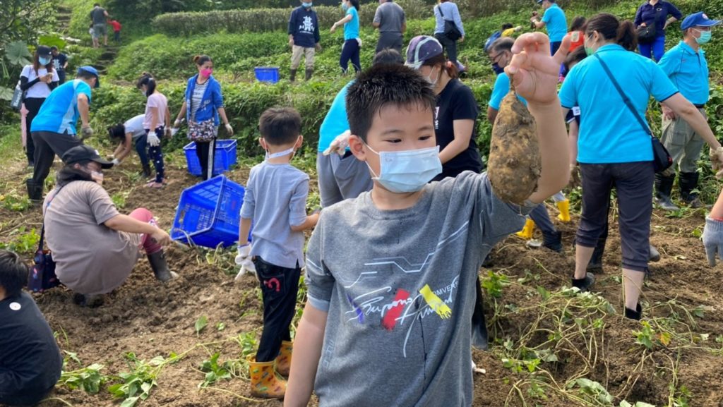 學童們通力合作採甘藷，認識甘藷從種植到採收的過程 