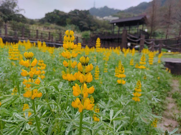 貓空樟樹步道魯冰花季(照片由大地處提供)