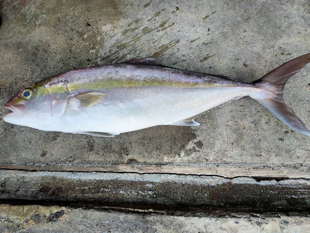 ▲紅甘魚是當季時令的魚種。（圖/新北漁業處 提供）