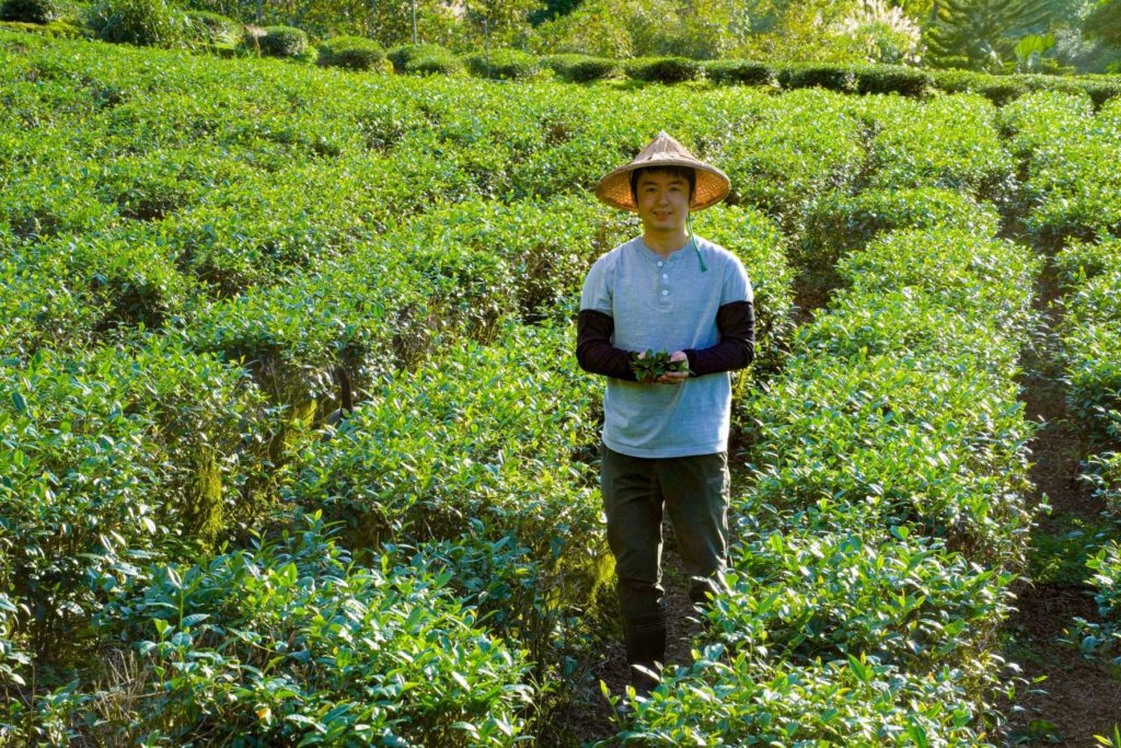 坪林區陳文華奪新北包種茶王