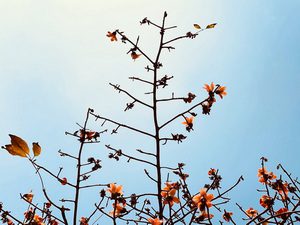 「木棉花」，作者走在路上發現雖已過了花期，但木棉花還是盡全力的不離枝，將最後的美麗身影呈現。（圖/趙蘊嫻攝）