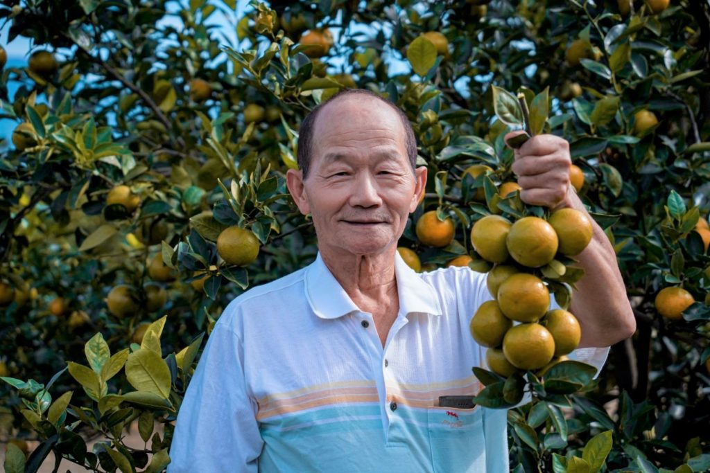 ▲陳義和從小就對果樹培育深感興趣，栽種的帝王柑質量優美。（圖/新北農業局 提供）