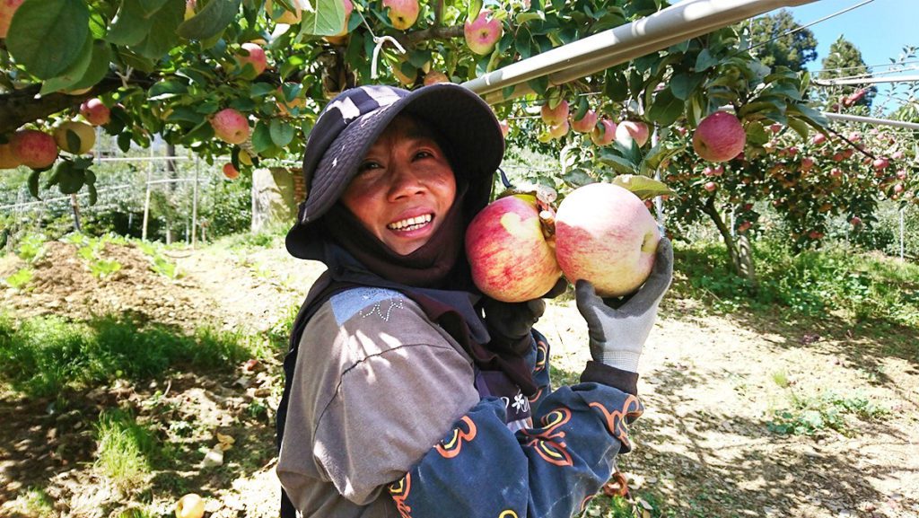 蜜蘋果的高質量品質備受消費者青睞。（圖/中華郵政 提供）