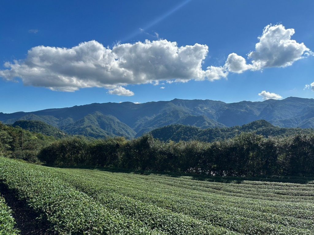 ▲坪林茶園重要道路改善後呈現不同的景觀。（圖/新北農業局 提供）