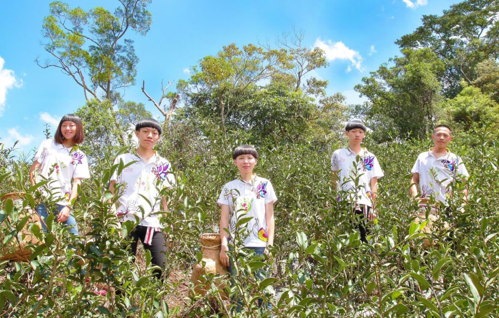 ▲三峽谷芳茶園已是製茶世家代代相傳。（圖/新北農業局 提供）