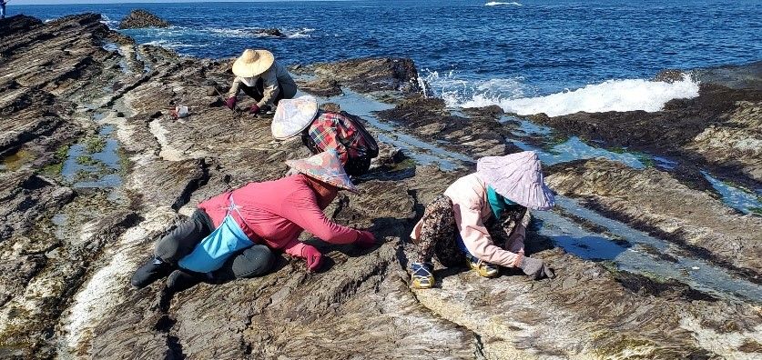 ▲海女的撿拾魚獲有其史傳技能。（圖/新北漁業處 提供）