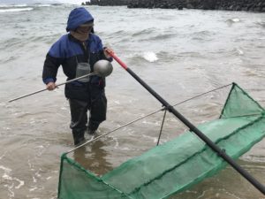 ▲鰻苗捕撈中央與地方皆有相關規定。（圖/新北漁業處 提供）