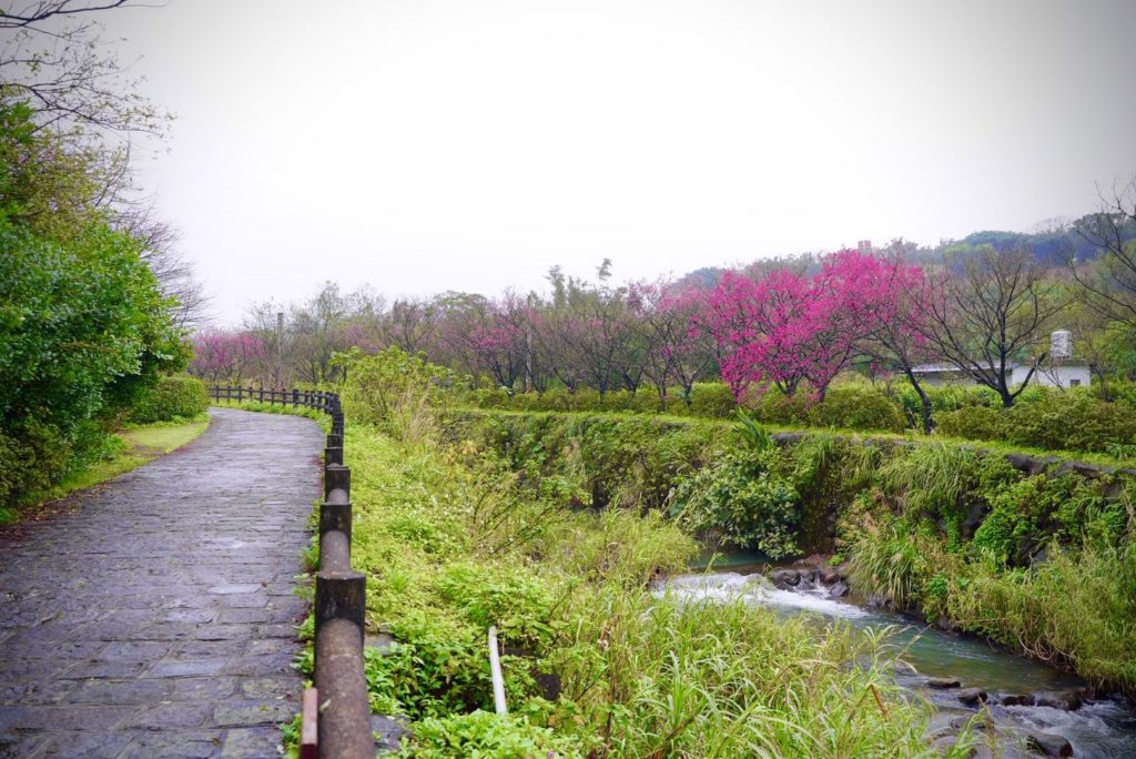 ▲三芝社區的櫻花景觀格外讓人歡喜。（圖/新北農業局 提供）