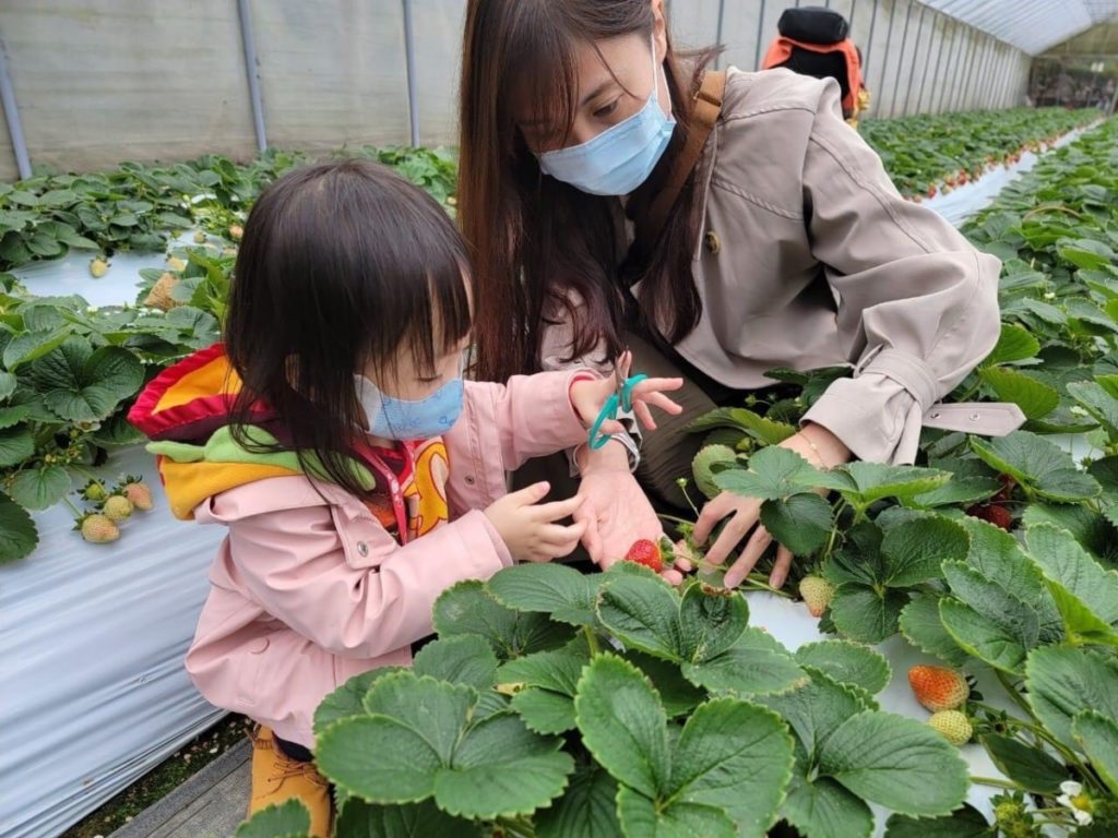 草莓採果趣-鮮採草莓