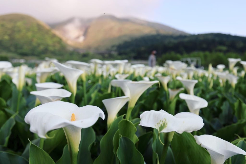 竹子湖純白海芋優雅綻放。（圖/產業局提供）