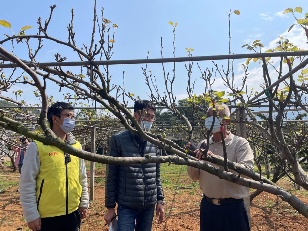 ▲市府農業局邀集專家學者勘查高接梨穗農損情況。（圖/新北農業局 提供）