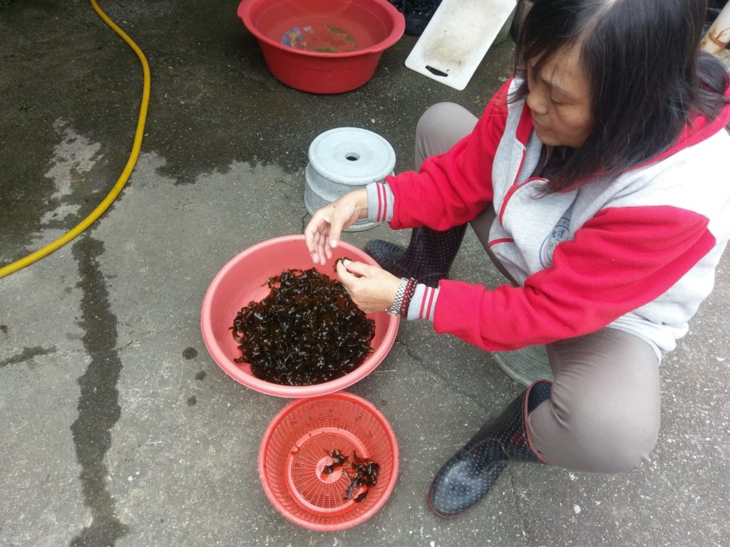 ▲東北角美味小海帶撿食沖洗料理就是特定佳餚。（圖/新北漁業處 提供）