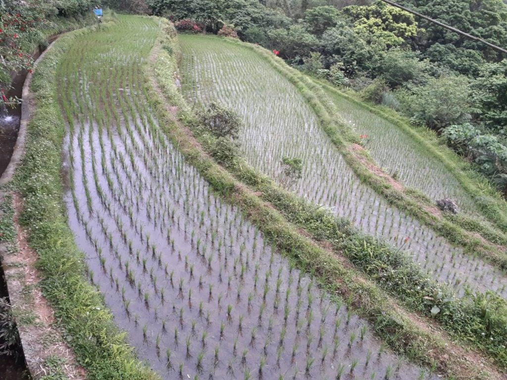 ▲新北市有極廣泛的水梯田種植，農業局鼓勵農友能對棲地有所保護措施。（圖/新北農業局 提供）