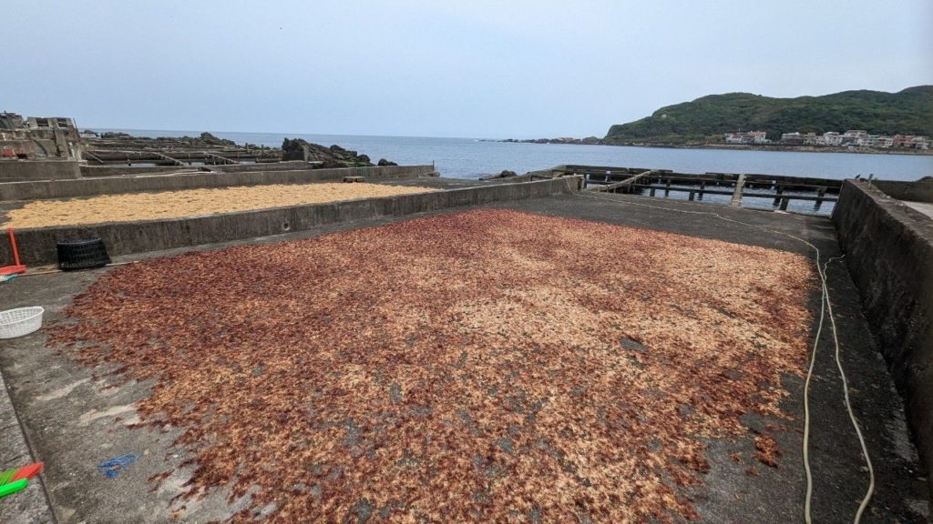 ▲撿拾清洗過的石花菜可在曝曬後做各種料理。（圖/新北漁業處 提供）