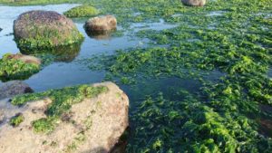 ▲北海岸的海邊潮間帶都是珠螺棲息處。