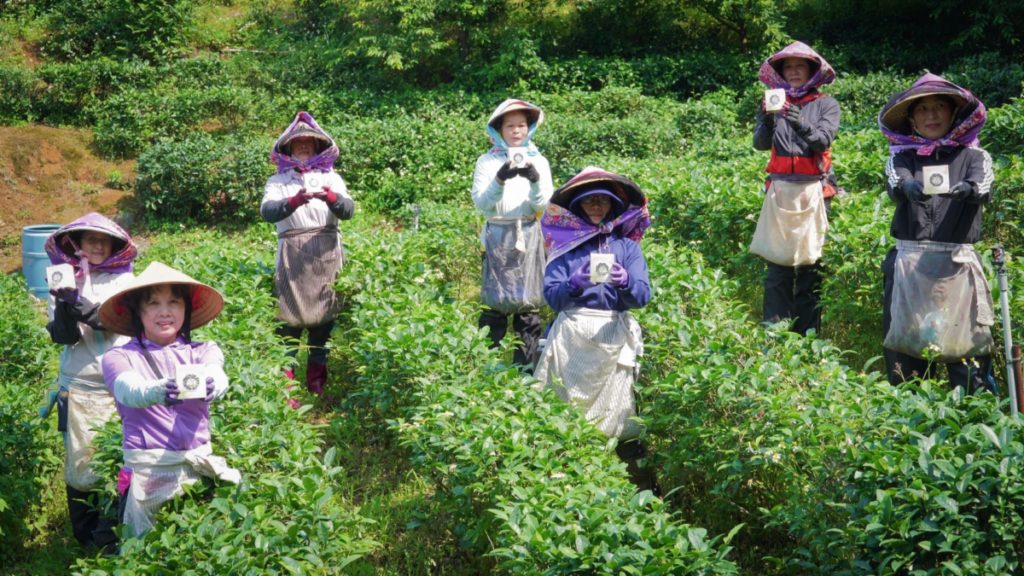 ▲三芝茶農產製櫻花茶遠近馳名。（圖/新北農業局 提供）