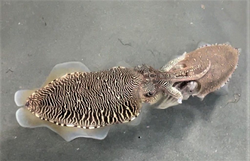 ▲養殖的花枝為海洋生態增添生命力。（圖/新北漁業處 提供）