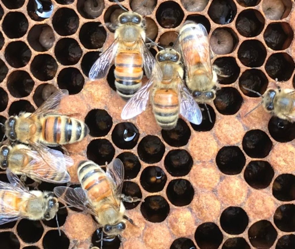 ▲養蜂事業確實在社區帶來生機。（圖/新北農業局 提供）