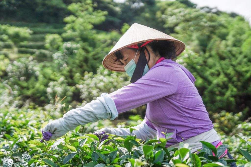 ▲三芝茶農的產製技術讓人十分佩服。（圖/新北農業局 提供）